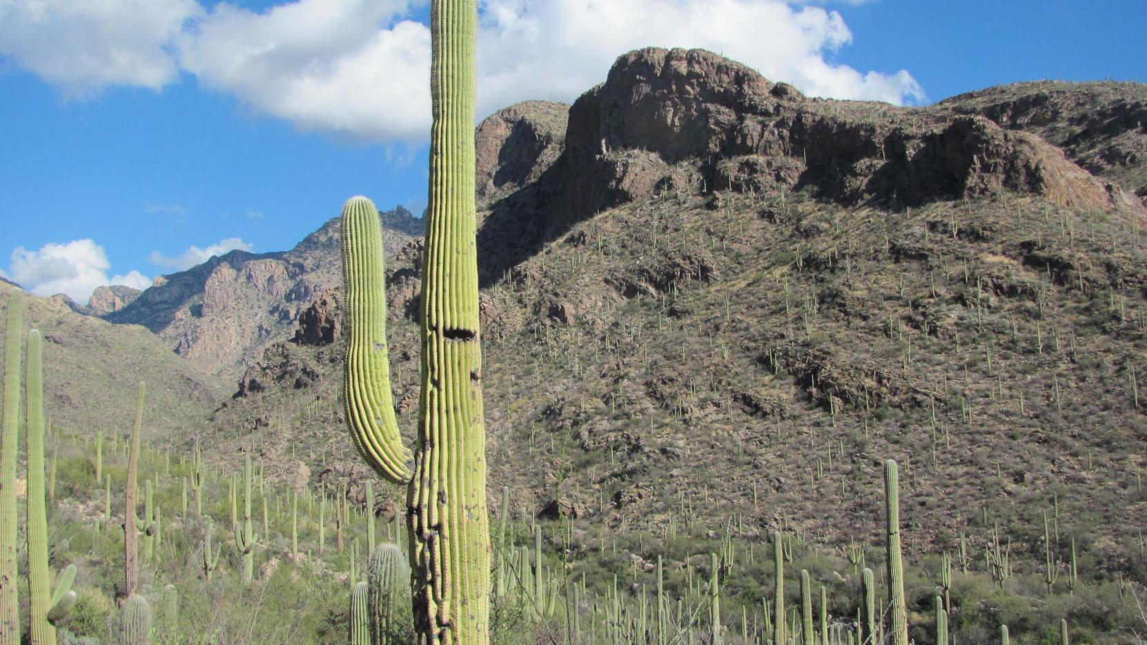 Hike a scenic wonderland along the Pima Canyon Trail